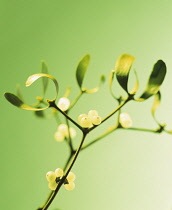 Mistletoe, Viscum album.