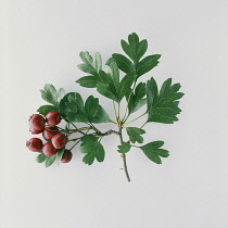 Hawthorn, Crataegus.