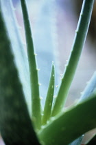 Aloe vera.