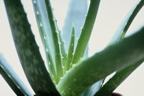 Aloe vera.
