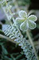 Yarrow, Achillea millefolium.