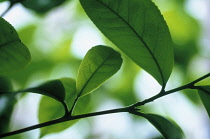 Tea Plant, Camellia sinensis.