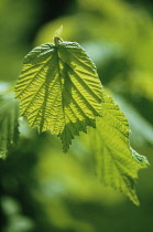 Hazel, Cob-nut, Corylus avellana.