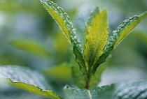 Mint, Spearmint, Mentha spicata.