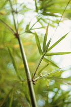 Bamboo, Phyllostachys bambusoides.
