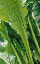 Horseradish, Armoracia rusticana.