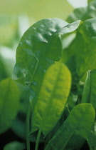 Sorrel, Rumex acetosa.