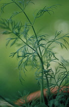 Dill, Anethum graveolens.