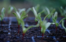 Beetroot, Beta vulgaris.