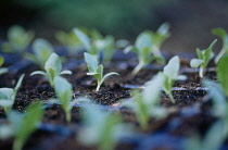 Cabbage, Brassica oleracea.