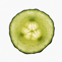 Cucumber, Cucumis sativus.