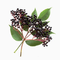 Sambucus nigra, Elder, Black subject, White background.