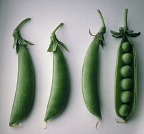 Pea, Pisum sativum.