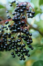 Elder, Sambucus nigra.