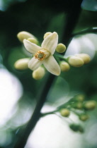 Grapefruit, Citrus paradisi.