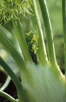 Fennel bulb, Florence fennel, Foeniculum vulgare azoricum.