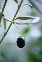 Olive, Olea europea.