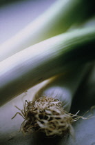 Leek, Allium ampeloprasum.