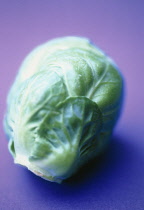 Brussel Sprout, Brassica oleracea bullata.