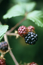 Blackberry, wild, Rubus fruticosus.