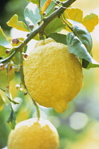 Lemon, Citrus limon.
