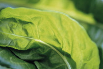 Spinach, Spinacea oleracea.