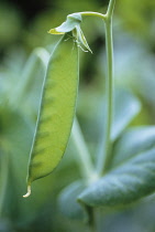 Mangetout, Pisum sativum.