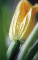 Courgette, Curcubita pepo.