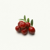 Cranberry, Vaccinium oxycoccos.