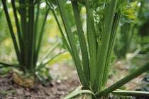 Celery, Apium graveolens.