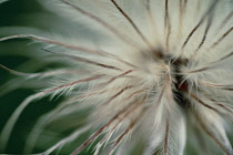 Pasque flower, Pulsatilla vulgaris.