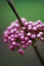 Beautyberry, Callicarpa bodinieri.