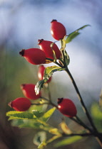 Rosehip, Rosa canina.