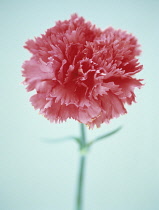 Pink, Dianthus.