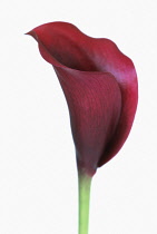 Lily, Arum lily, Calla lily, Zantedeschia.