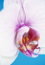 Orchid, Moth orchid, Phalaenopsis.