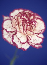 Carnation, Dianthus.