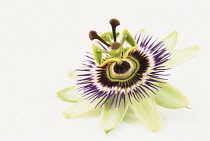 Passion flower, Passiflora caerulea.