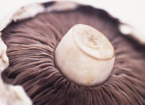 Mushroom, Psalliota bisporus.