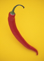 Chilli, Capsicum annuum.