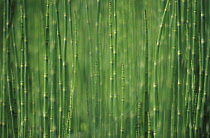 Horsetail, Water horsetail, Equisetum fluviatile.