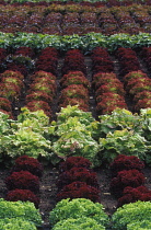 Lettuce, Lactuca sativa.