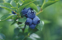 Blueberry, Vaccinium 'Patriot'.