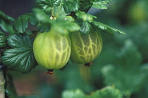 Gooseberry, Ribes uva-crispa 'Broomgirl'.