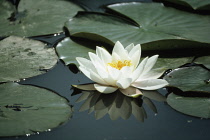 Waterlily, Nymphaea.