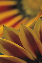 African Daisy, Arctosis.