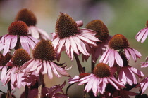 Echinacea, Purple coneflower, Echinacea purpurea.