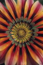 Gazania, Treasure flower, Gazania 'Sundance'.