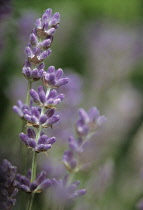 Lavender, Lavandula augustifolia.