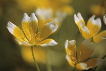 Poachedeggplant, Limnanthes douglasii.